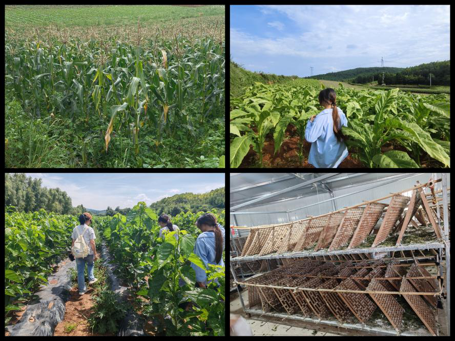 暑期社会实践 | 从课堂到田间地头，实践队用脚步踩出循坏经济的青春印记 第 2 张