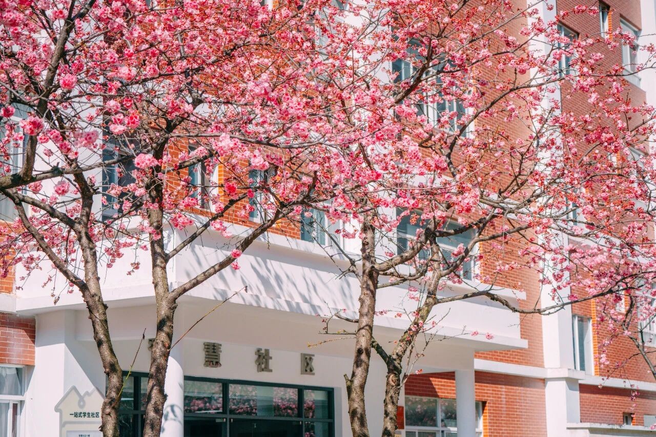 喜报！云经管“一站式”社区连续两年获评全国A级！ 第 24 张